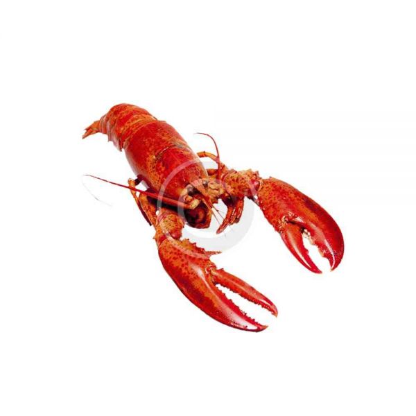 Live Wild Lobster, Small