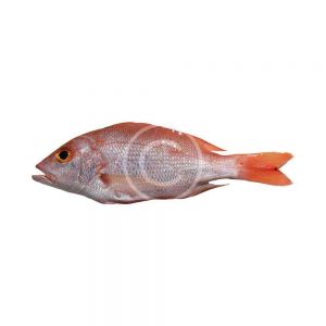 Pacific Ocean Perch Whole